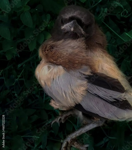 a sparrow with yellow feather