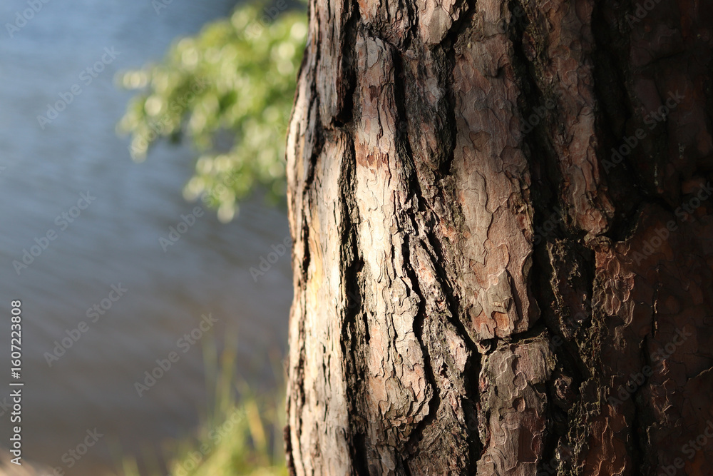 Fototapeta premium Tree trunk with textured bark against a lake. Pine bark close-up. Tree against a river or pond. Natural background. Coniferous tree near a river. Nature fragment. Summer day