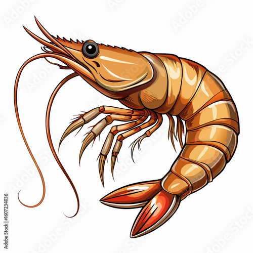 Detailed illustration of a cooked orange shrimp on a white background