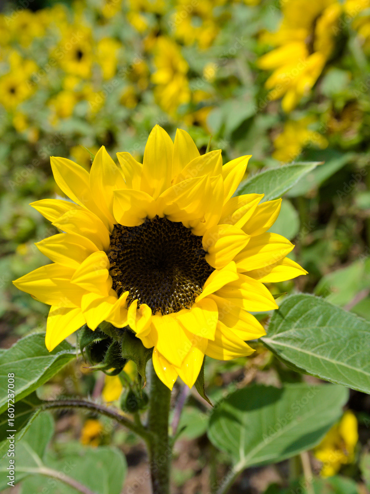 Fototapeta premium Macro shot of a sunflower in bloom with a yellow sunflower field in the blurred background on a sunny day.
