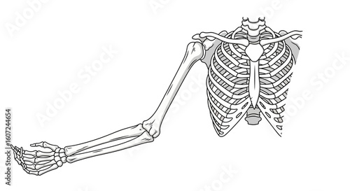 Anatomical illustration showcasing the skeletal structure of the human upper body and arm detailing bone composition for scientific education and