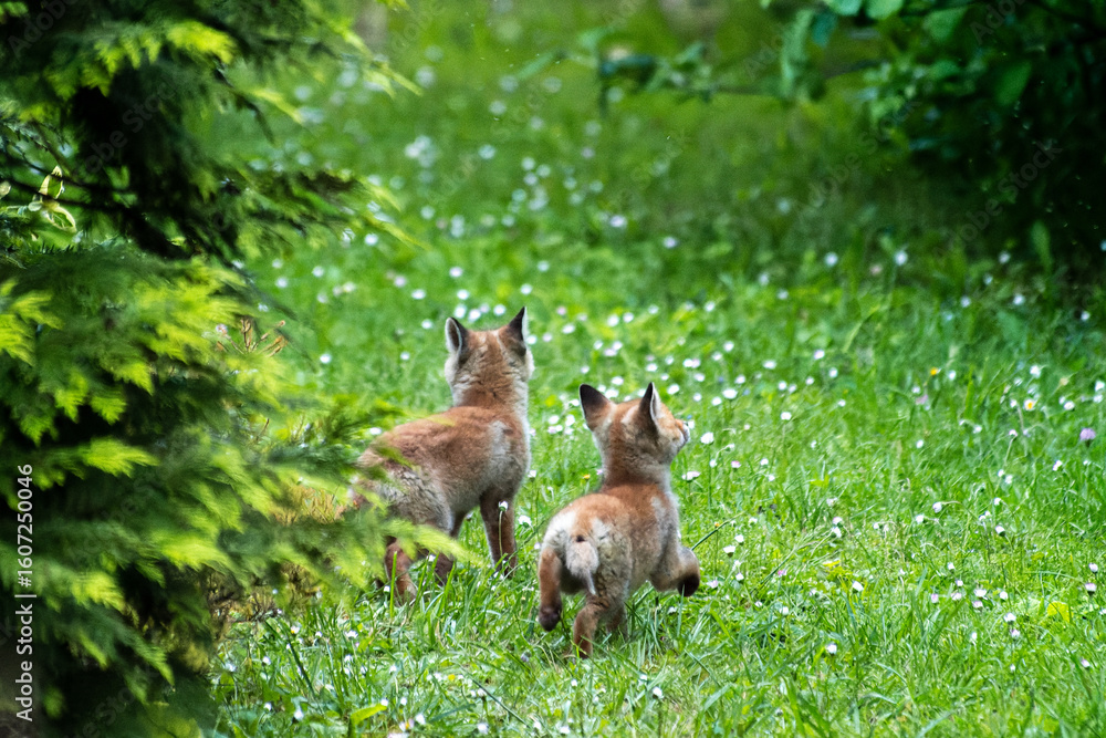 Obraz premium Jeunes renards roux (Vulpes vulpes) dans un jardin urbain, exemple de biodiversité en ville