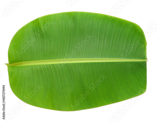 Fresh banana leaf isolated on white