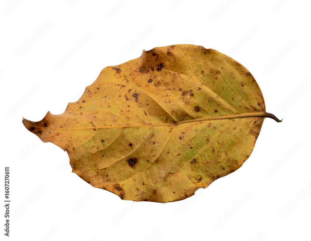 Fototapeta premium Crumpled brown dried leaf