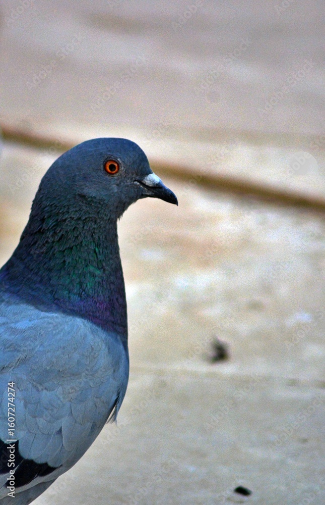 Obraz premium pigeon on the street 