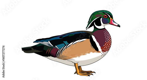 Vibrant Wood Duck Illustration Showcasing Intricate Plumage and Distinctive Markings, a Study in Avian Beauty on Plain Canvas for a Clear and
