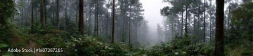 Misty forest adventure enchanted woods hdr panoramic 360 degree nature scene
