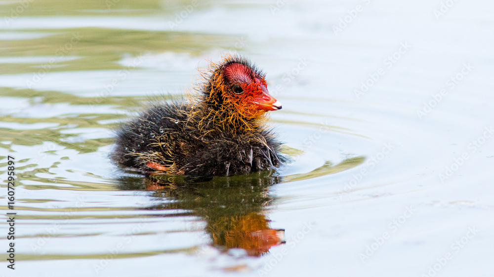 Naklejka premium duck in the water