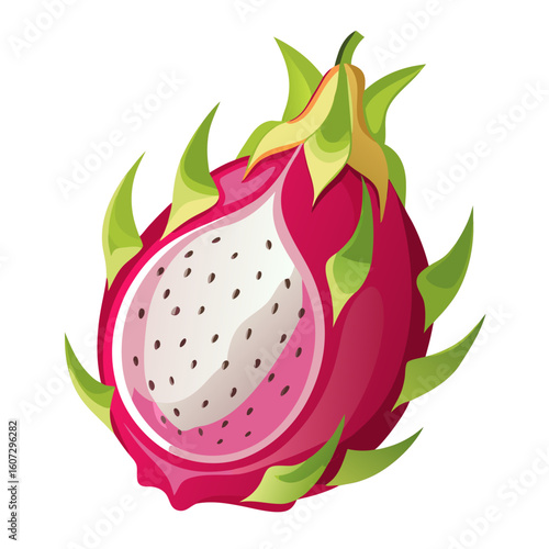 dragon fruit vector illustration