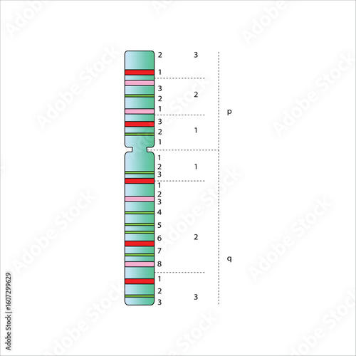 Chromosome Banding Pattern