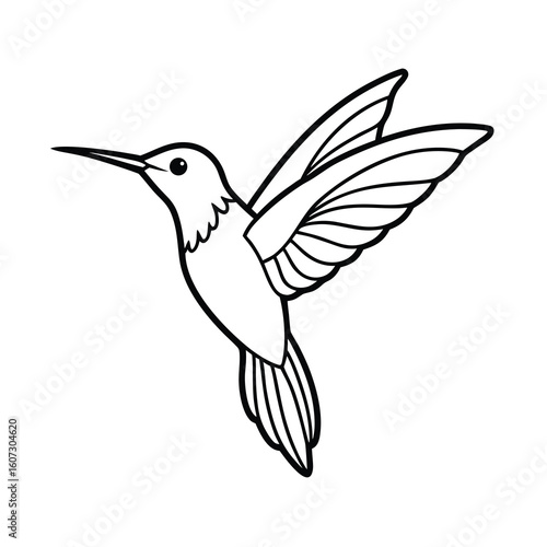 elegant hummingbird line art natures grace