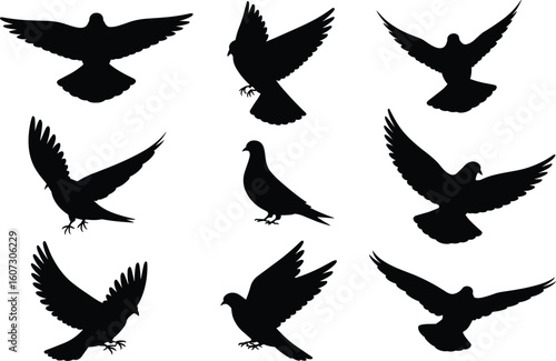  A detailed vector graphic collection of black silhouettes of pigeons and doves, flying, landing, and standing in various dynamic poses, isolated on a clean white background.