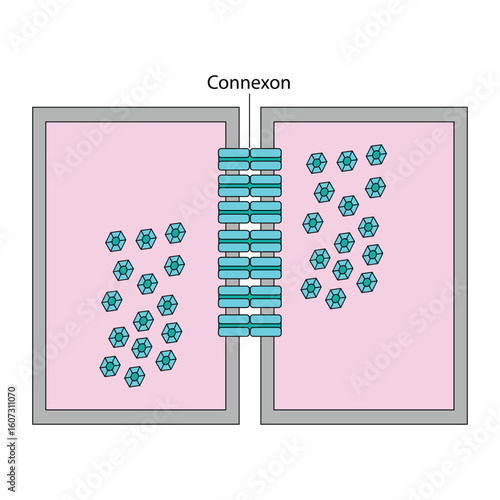 Gap Junction Connexon Structure Cellular Communication