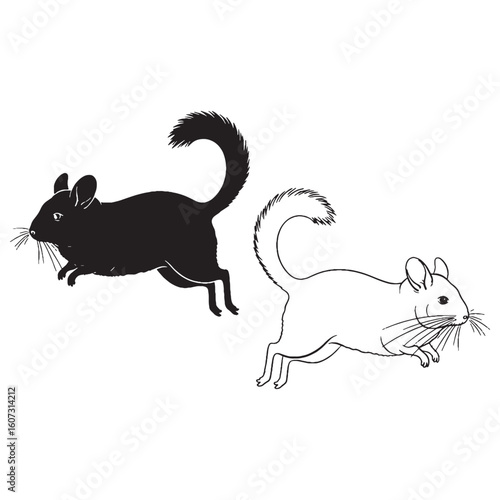 Social Animal Presence - Chinchilla Form Presentation - Essential Silhouette and Artistic Lineart Visuals - Chinchilla silhouette - Chinchilla lineart - Chinchilla vector - vector set of Chinchilla

