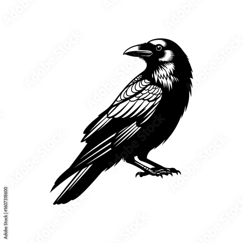 A black crow is perched, isolated on white background, a spooky omen