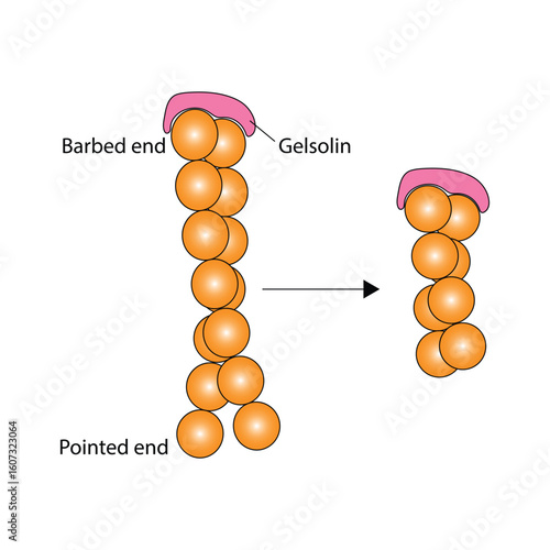 Gelsolin severing actin filaments at the barbed end - F actin capping