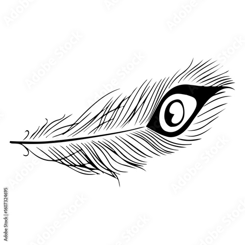peacock feather