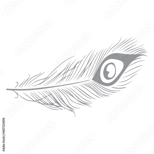 peacock feather