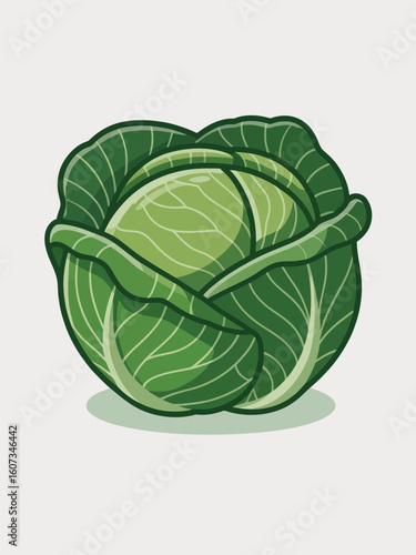 green cabbage isolated on white