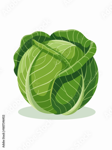 cabbage isolated on white background