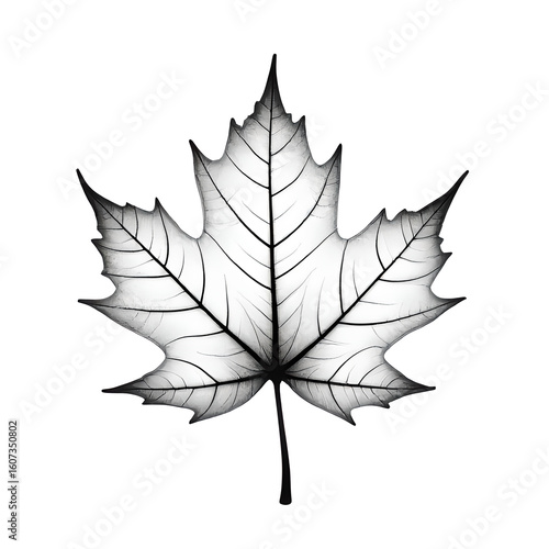 Maple leaf on a white background, black and white