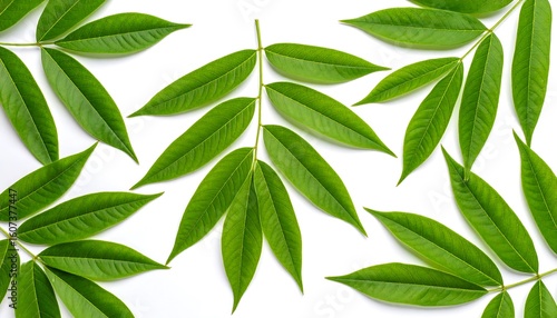 Wallpaper Mural Fresh green leaves arranged on a white background (2) Torontodigital.ca