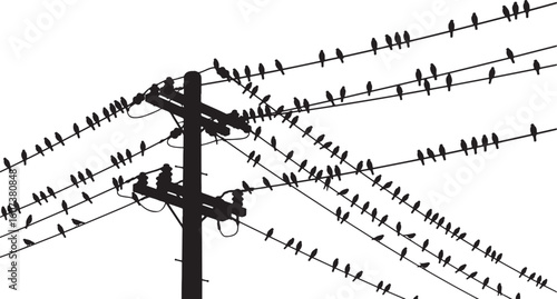 Silhouette flock of birds perched on telephone wires, birds, flock, silhouette, telephone pole, wires, power lines, perched, sitting, many, group, nature, sky, white background, black and white, commu