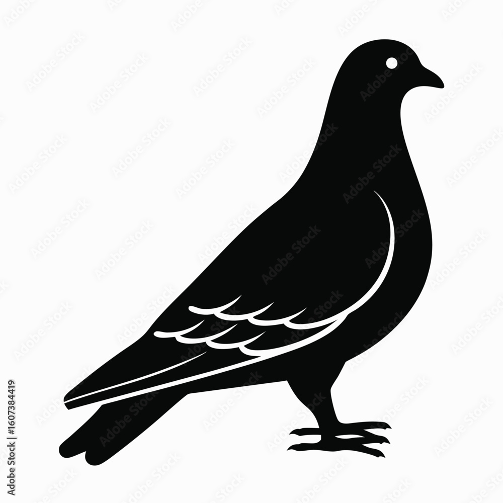 Obraz premium Black Silhouette of a Pigeon Bird with White Details