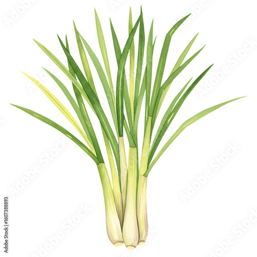 Fresh lemongrass stalks culinary herb ingredient for asian cuisine and thai cooking recipe ingredient 100 on transparent background