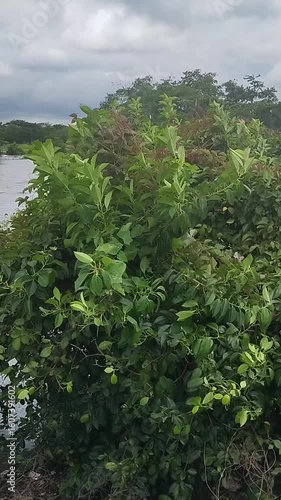 A real-time view of lush green bushes and foliage growing on the bank of a tranquil river under a cloudy summer sky, a serene natural scene.