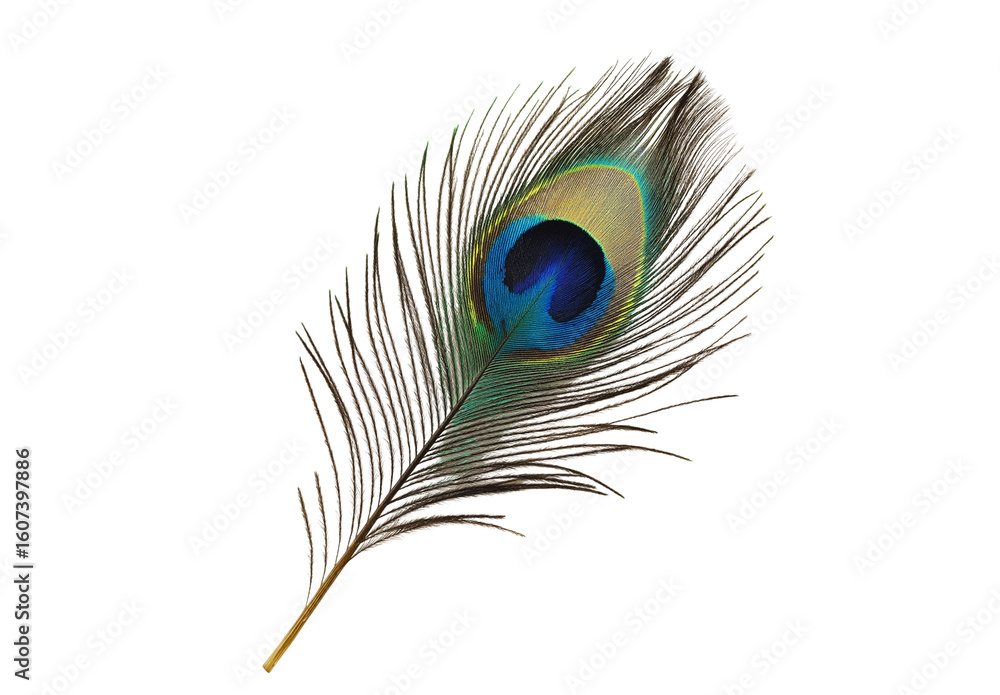 Fototapeta premium Majestic Peacock Feather Isolated on Transparent Background