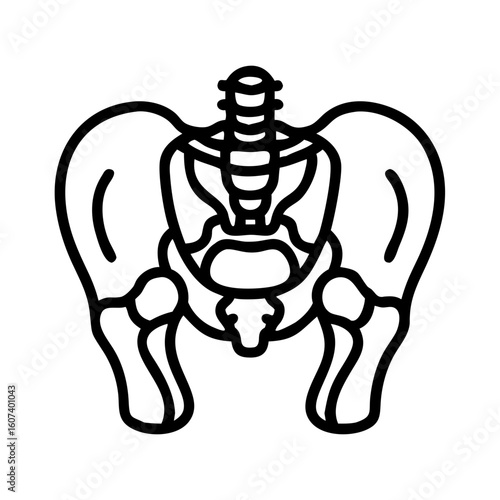pelvis bone line art vector on transparent background
