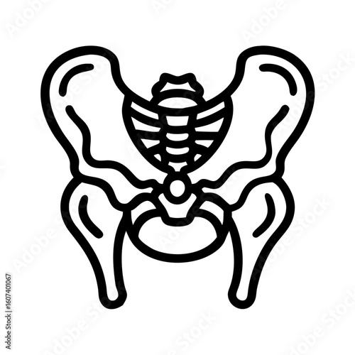 pelvis bone line art vector on transparent background
