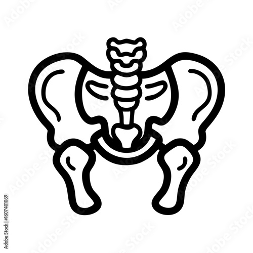 pelvis bone line art vector on transparent background
