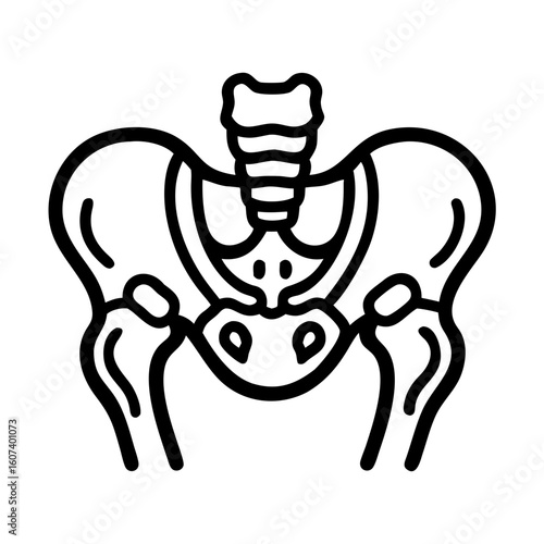 pelvis bone line art vector on transparent background