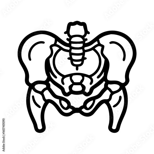 pelvis bone line art vector on transparent background