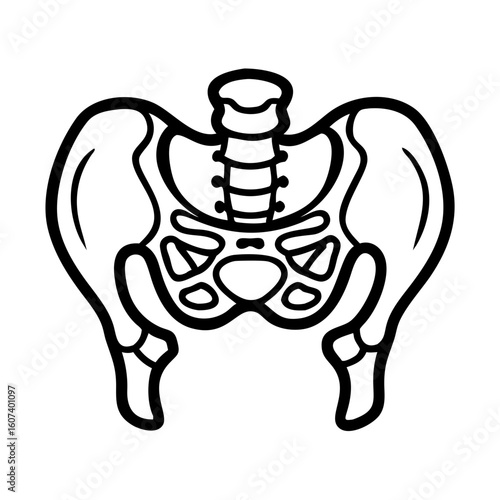 pelvis bone line art vector on transparent background