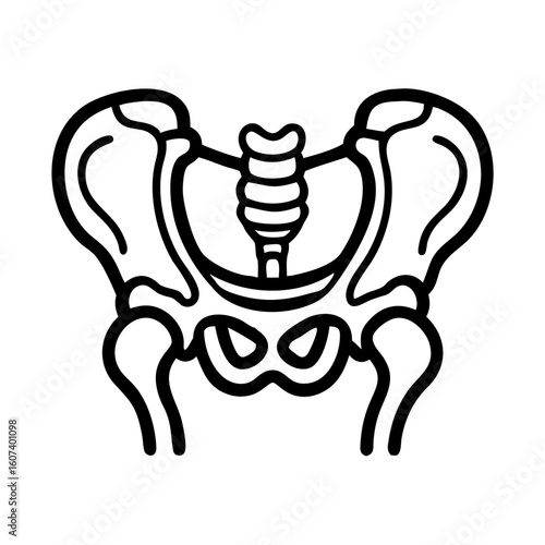 pelvis bone line art vector on transparent background