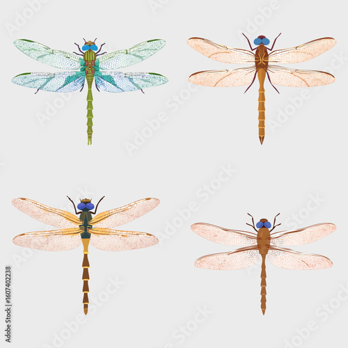Dragonfly collection, vector illustration. 