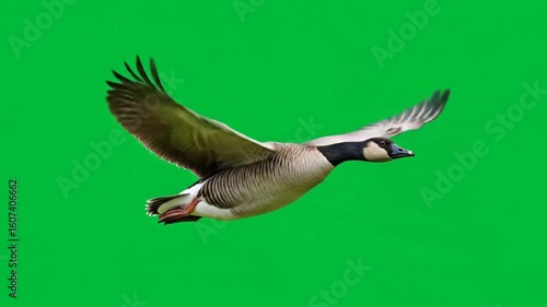 Canada Goose in Flight on Green Screen
