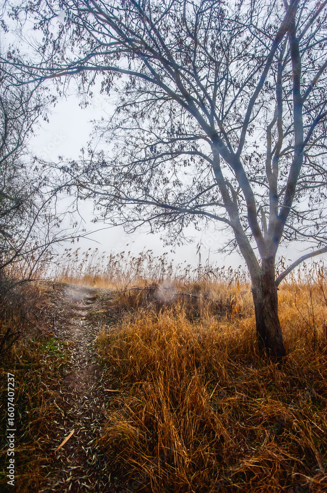 Obraz premium A dense forest of acacia, bare of leaves, covered in a light morning mist and a cloudy sky, through which runs a dirt road flooded with rainwater.