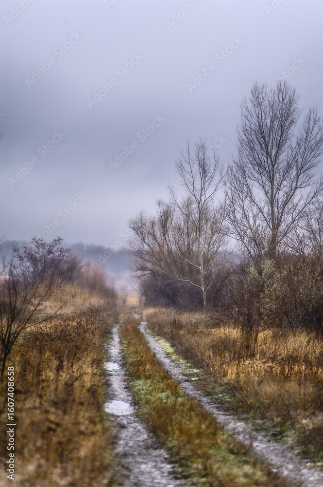 A dense forest of acacia, bare of leaves, covered in a light morning mist and a cloudy sky, through which runs a dirt road flooded with rainwater. A dense forest of acacia, bare of leaves, covered in a light morning mist and a cloudy sky, through which runs a dirt road flooded with rainwater.