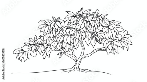 Detailed Mango Tree Line Drawing on White Background