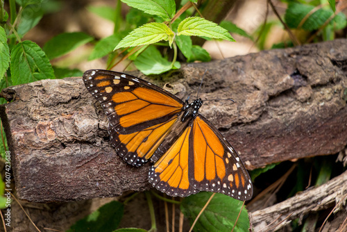 Mariposas Monarcas
