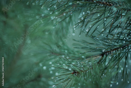 pine branches in icy drops in spring