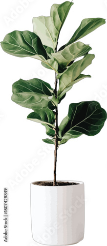 Fiddle leaf fig plant ficus lyrata in white pot vector