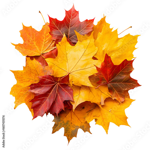 Vibrant autumn maple leaves pile isolated on transparent background