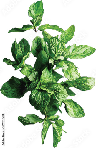 Fresh green mint leaves herb