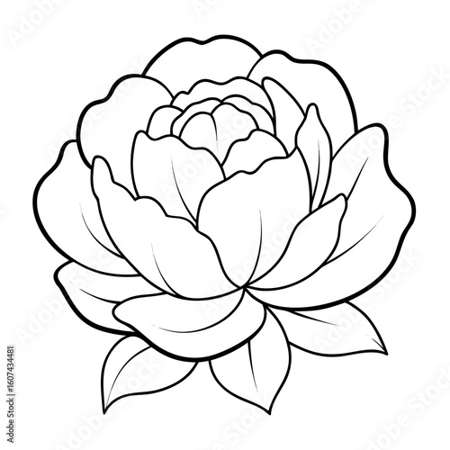lotus flower isolated on white