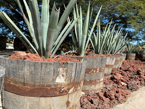 Ciudad Tequila - Agave y barricas de roble